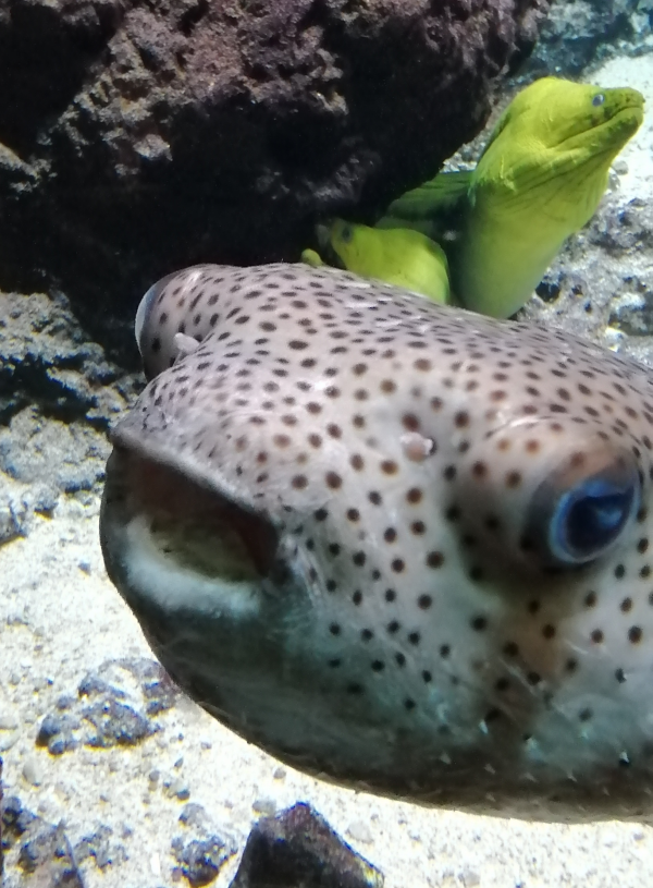 pesce palla