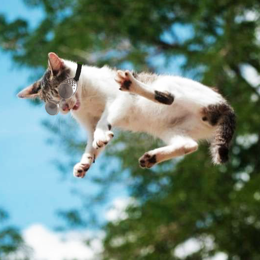caduta gatto